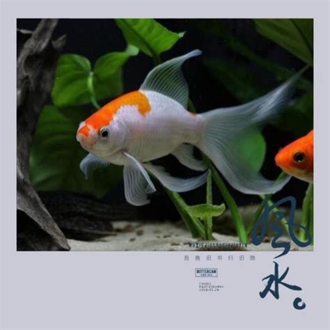 魚跳出魚缸風水|魚缸千萬別這樣擺！養魚風水5大重點